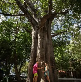 Conhece o nosso baobá centenário? 🍃💚

Marco cultural e histórico da cidade, ele...